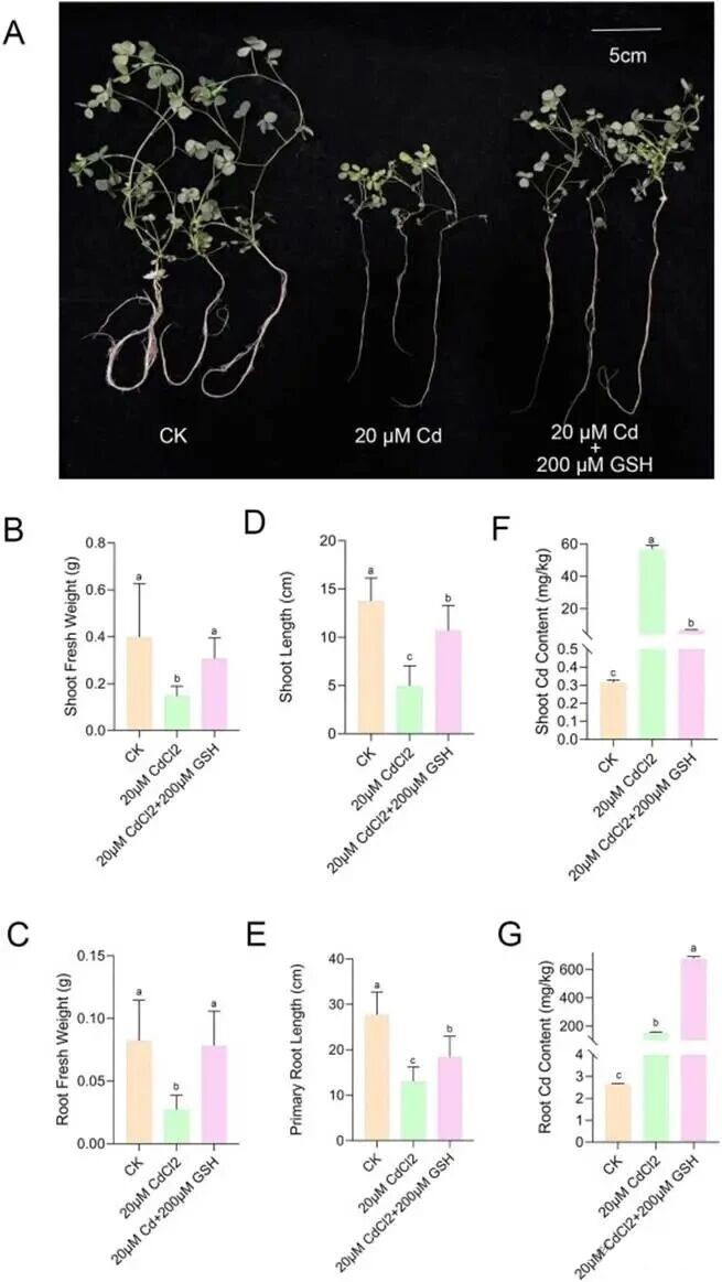 Figure 1 Phenotypic data determination. Glutathione alleviated the inhibitory effect of cadmium stress on the fresh weight and plant height of alfalfa. (A) Phenotype of alfalfa seedlings (with a scale of 5 cm). CK represents seedlings without stress, Cd represents seedlings treated with 20 μM CdCl₂, and CdGSH represents seedlings treated with both 20 μM CdCl₂ and 200 μM GSH simultaneously. (B) Fresh weight of the above-ground part; (C) Fresh and heavy roots; (D) Plant height; (E) Main root length; (F) Cadmium content in the aboveground part; (G) Cadmium content in the roots.