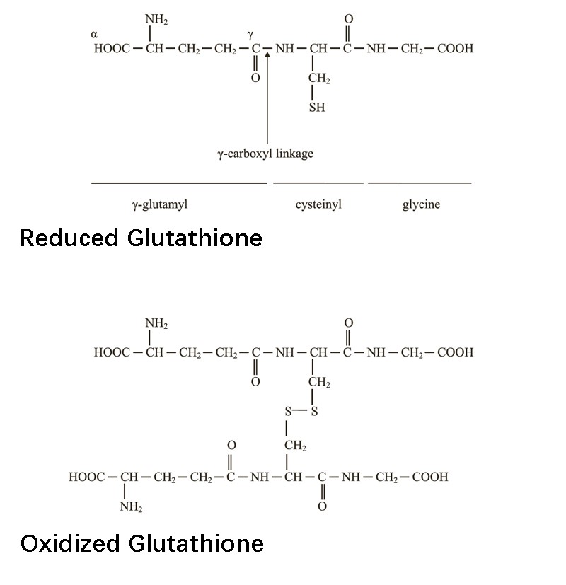 Glutathione: A key molecule from biochemistry to anti-aging