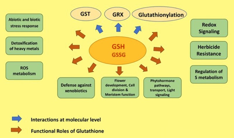 L-Glutathione Reduced and L-Glutathione Oxidized L-Glutathione Reduced and L-Glutathione Oxidized
