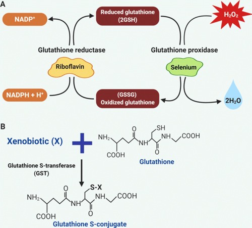 How can reduced glutathione truly "enter the cells and function"?