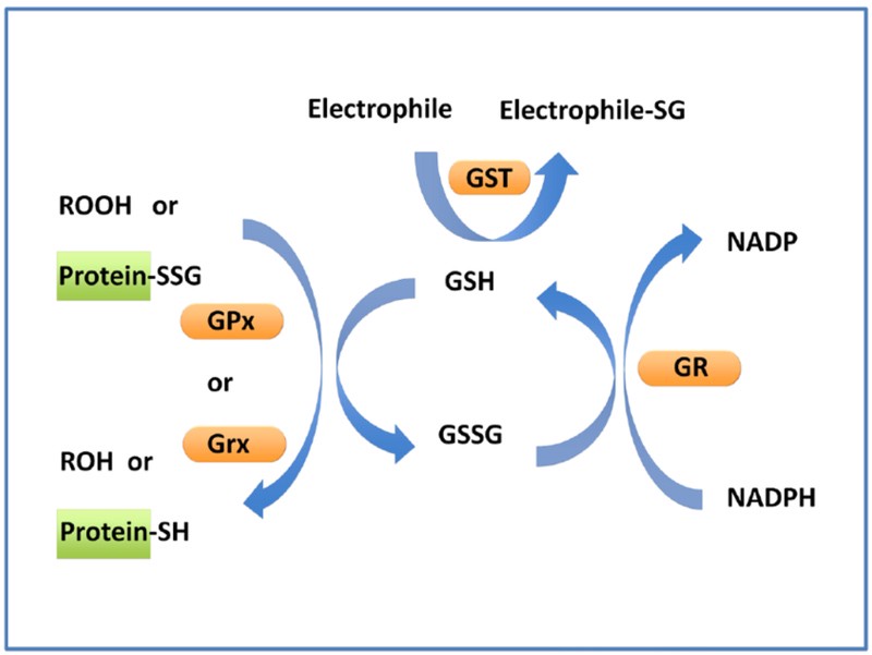 Dynamic cycle diagram of reduced and oxidized glutathione Dynamic cycle diagram of reduced and oxidized glutathione