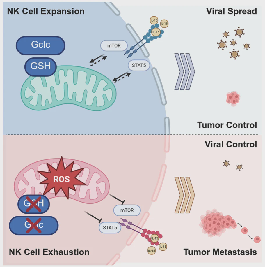 Glutathione is crucial for immune response mediated by NK cells