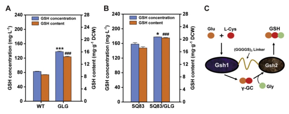 Figure 3: Structure and efficacy verification of the Gsh1-Gsh2 fusion protein Figure 3: Structure and efficacy verification of the Gsh1-Gsh2 fusion protein