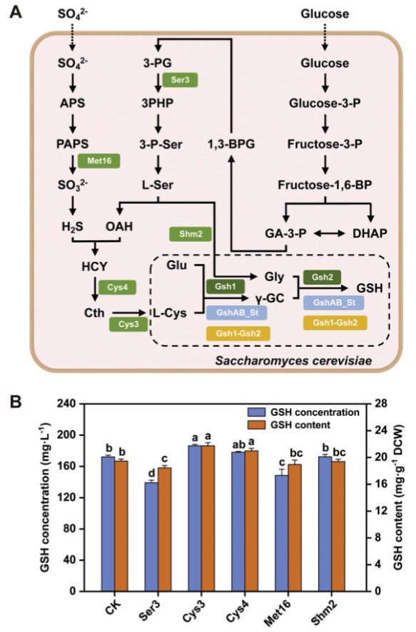 Figure 4: Glutathione precursor synthesis pathway and the effect of CYS3 overexpression Figure 4: Glutathione precursor synthesis pathway and the effect of CYS3 overexpression