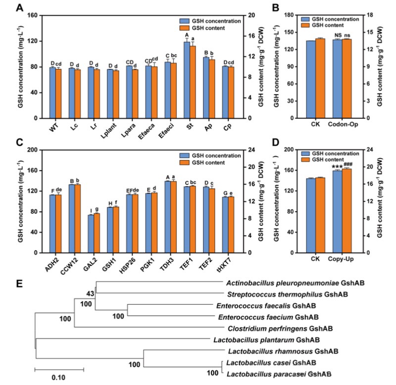 Figure 2: Effects of different heterologous expression of GshAB and the results of system optimization Figure 2: Effects of different heterologous expression of GshAB and the results of system optimization