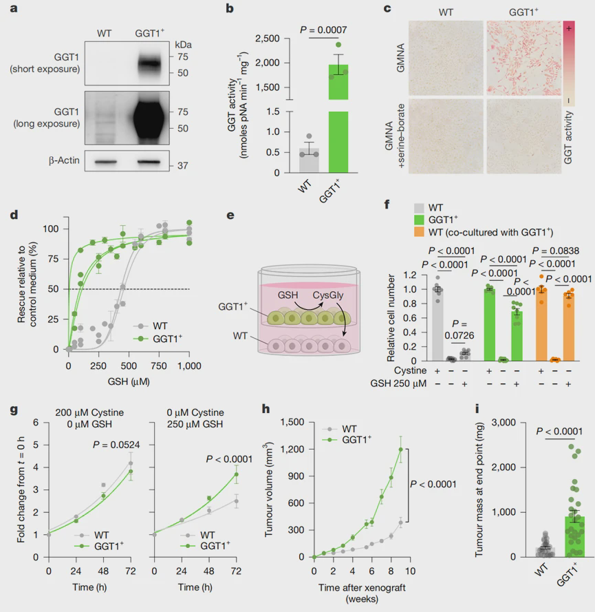 Figure 3. GGT1 mediates the breakdown of glutathione and can Figure 3. GGT1 mediates the breakdown of glutathione and can