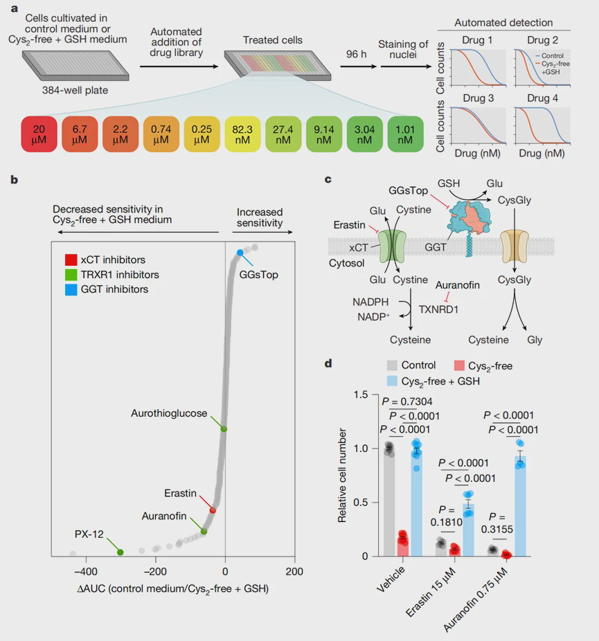 Figure 4. When the tumor relies on glutathione for energy supply, the sensitivity to metabolic inhibitors changes. Figure 4. When the tumor relies on glutathione for energy supply, the sensitivity to metabolic inhibitors changes.