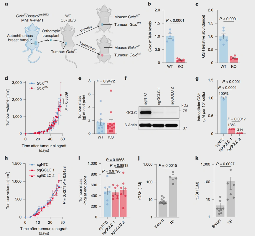 Figure 1. The tumor's own synthesis of glutathione is not essential, and extracellular glutathione is highly concentrated. Figure 1. The tumor's own synthesis of glutathione is not essential, and extracellular glutathione is highly concentrated.
