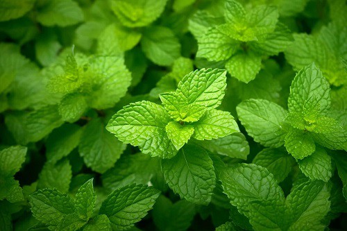 Magnesium is required for synthesis of glutathione
