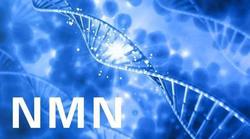 New anti-aging hotspots: NMN=stem cells? Promoting bone growth and reducing fat production