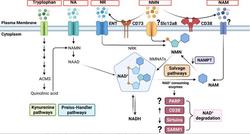 Why can NMN become popular among the five precursors of NAD+?