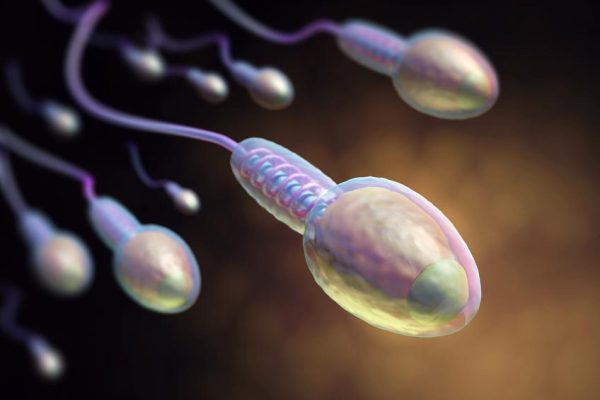 NMN can promote the decline of reproductive function caused by diabetes