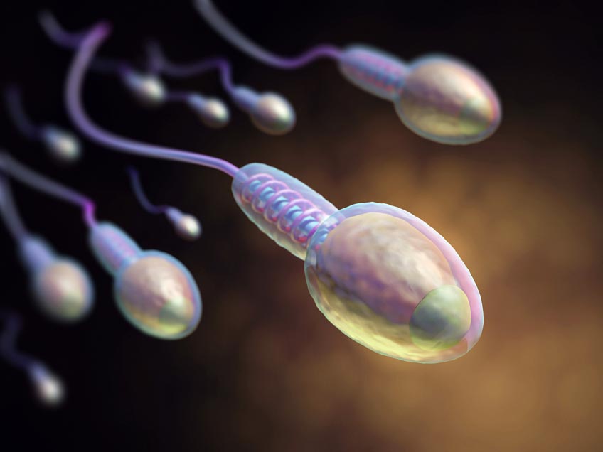 NMN can promote the decline of reproductive function caused by diabetes