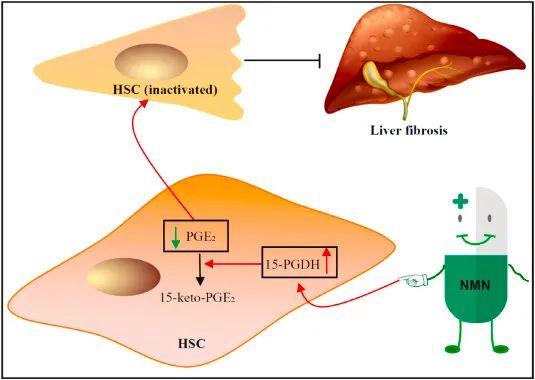 NMN promotes prostaglandin E2 degradation by increasing the level of 15-PGDH in HSC cells