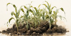 Alleviating effect of exogenous glutathione on maize seedlings