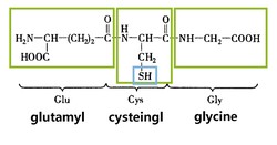 Glutathione reductase - marker for early diagnosis of liver injury