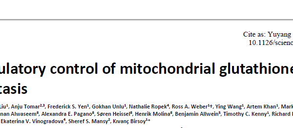 Feedback regulation mechanism of glutathione balance in mitochondria Autoregulatory control of mitochondrial glutathione homeostasis