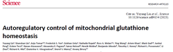 Feedback regulation mechanism of glutathione balance in mitochondria