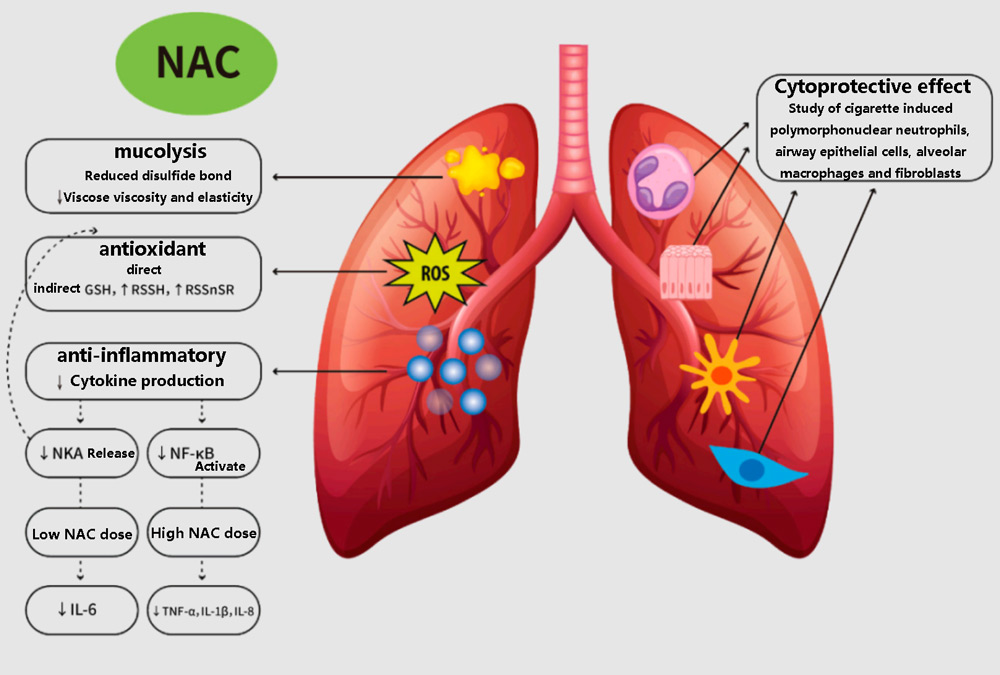 Molecular mechanism of oral NAC in the treatment of chronic respiratory diseases