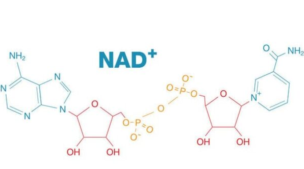 NAD+ Powder