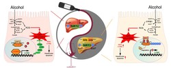 Mechanism of action of adenosylmethionine in alcoholic liver disease