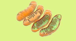 Mitochondria what? What effect does PQQ have on mitochondria?