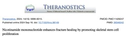 Taking NMN promotes fracture healing