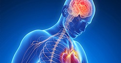 Four protective effects of NMN on heart and brain vessels