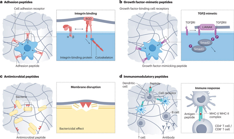 Classification and application of functional peptides