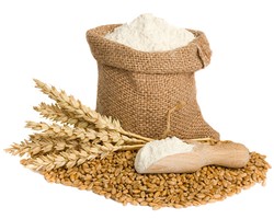 Research progress on directional fermentation of functional components of edible fungi