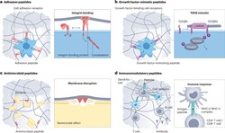 Classification and application of functional peptides