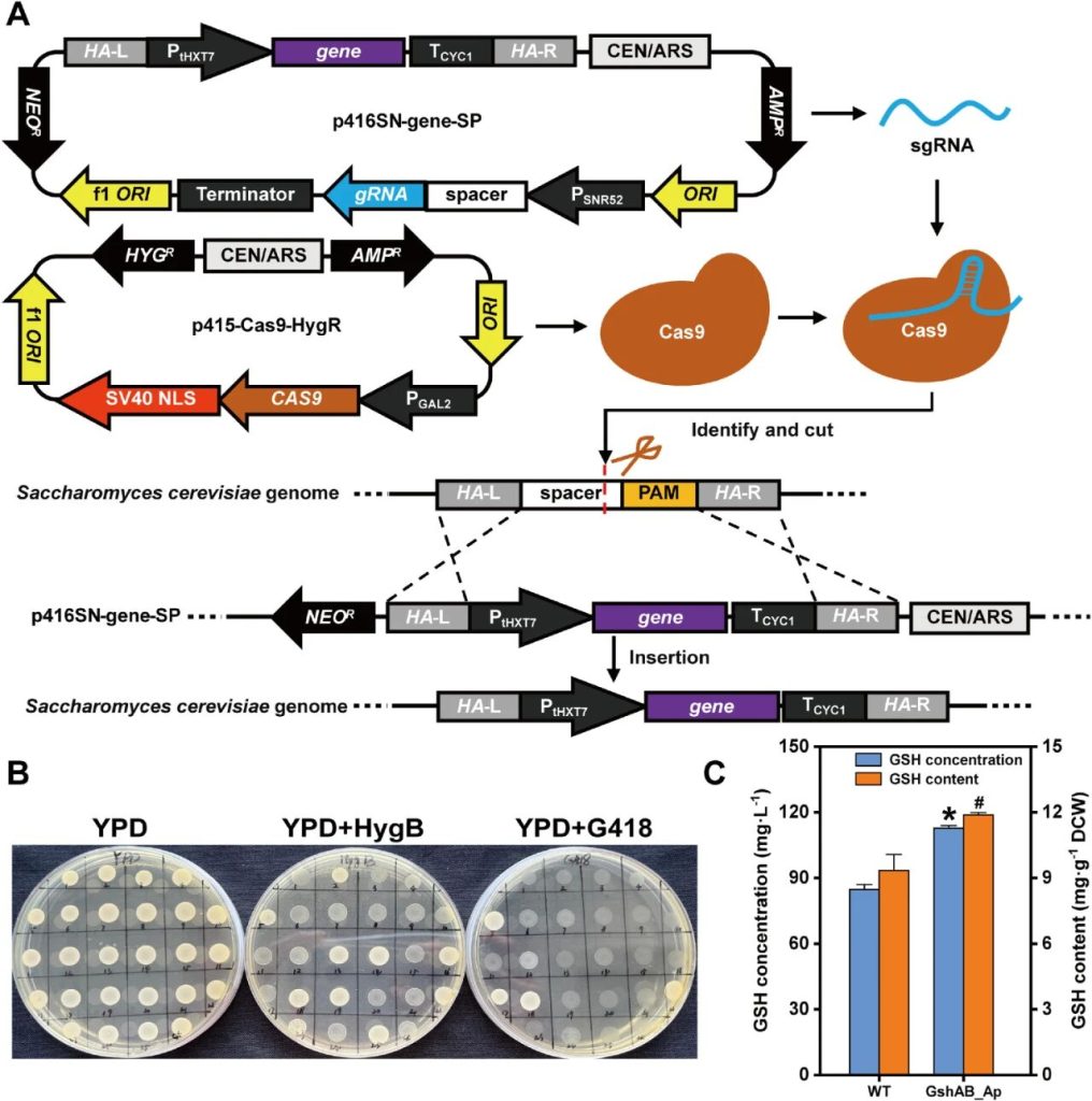 Figure 2. The working principle of the CRISPR/Cas9 system and the result verification of the mutant strain NJ-SQYY/gshAB_Ap