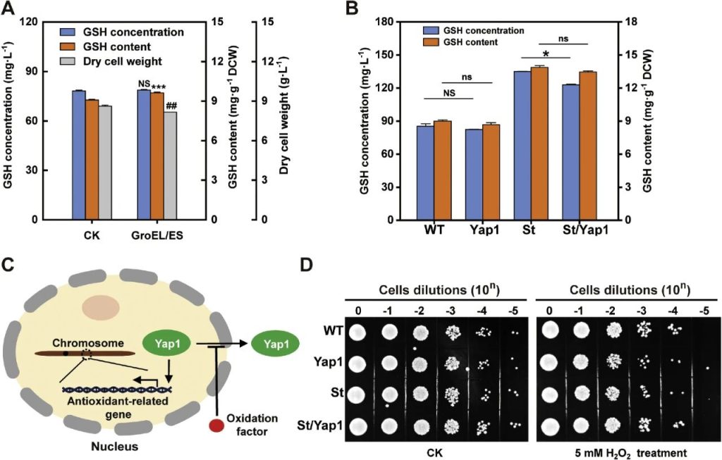 Figure 4. Results of GroEL/ES introduction and Yap1 overexpression on strains