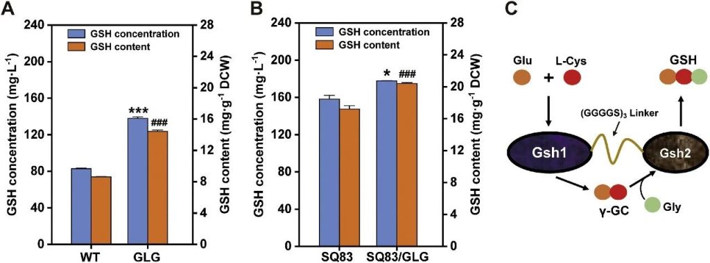 Figure 5. Glutathione levels before and after expression of the Gsh1-Gsh2 fusion protein in wild-type and engineered strain SQ83
