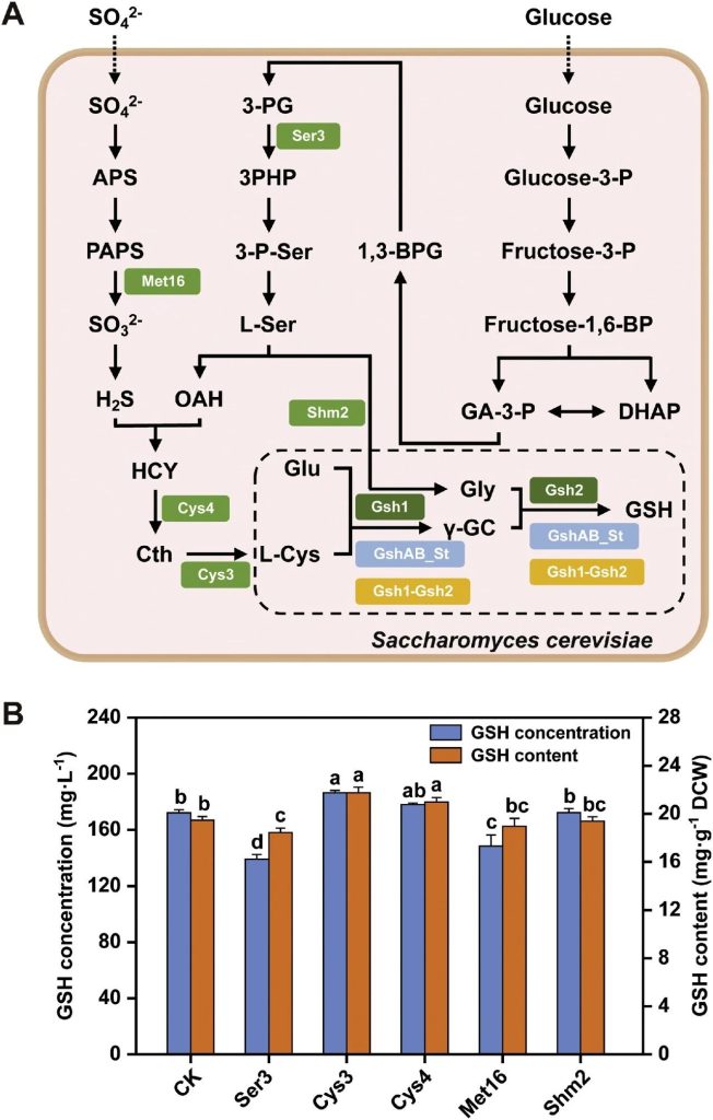 Figure 6. Synthesis pathway of glutathione precursors